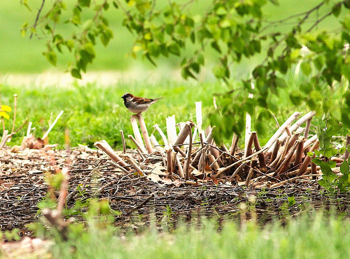 House Sparrow - ML634639964