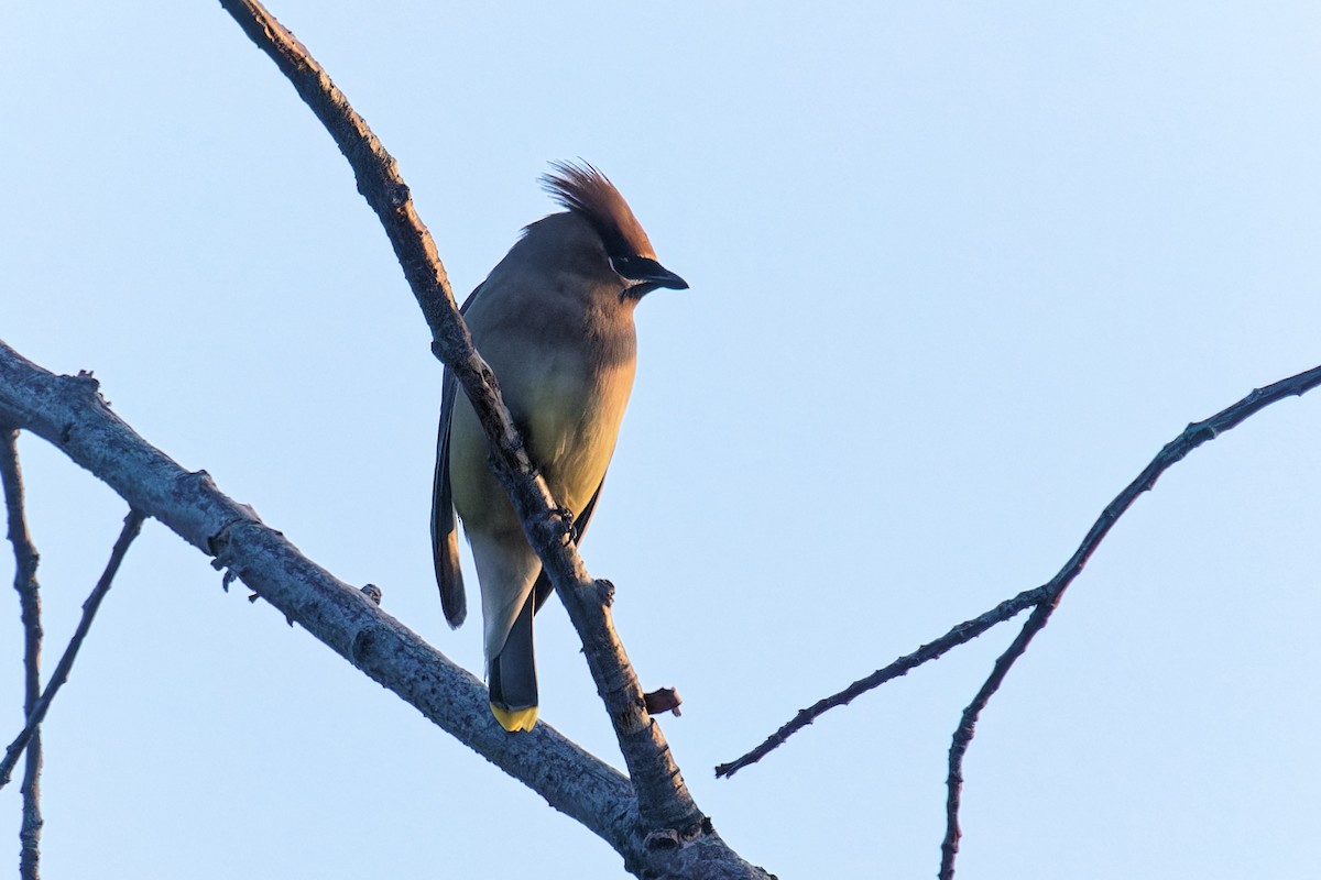 Cedar Waxwing - ML634640214