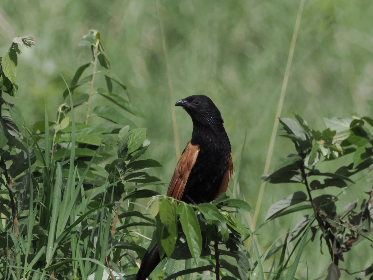 Black Coucal - ML634640294