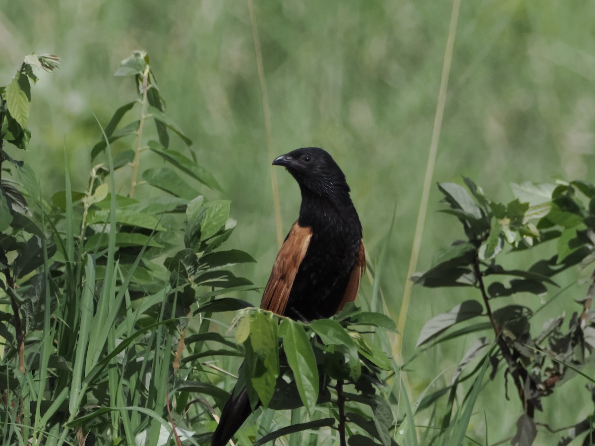 Black Coucal - ML634640295
