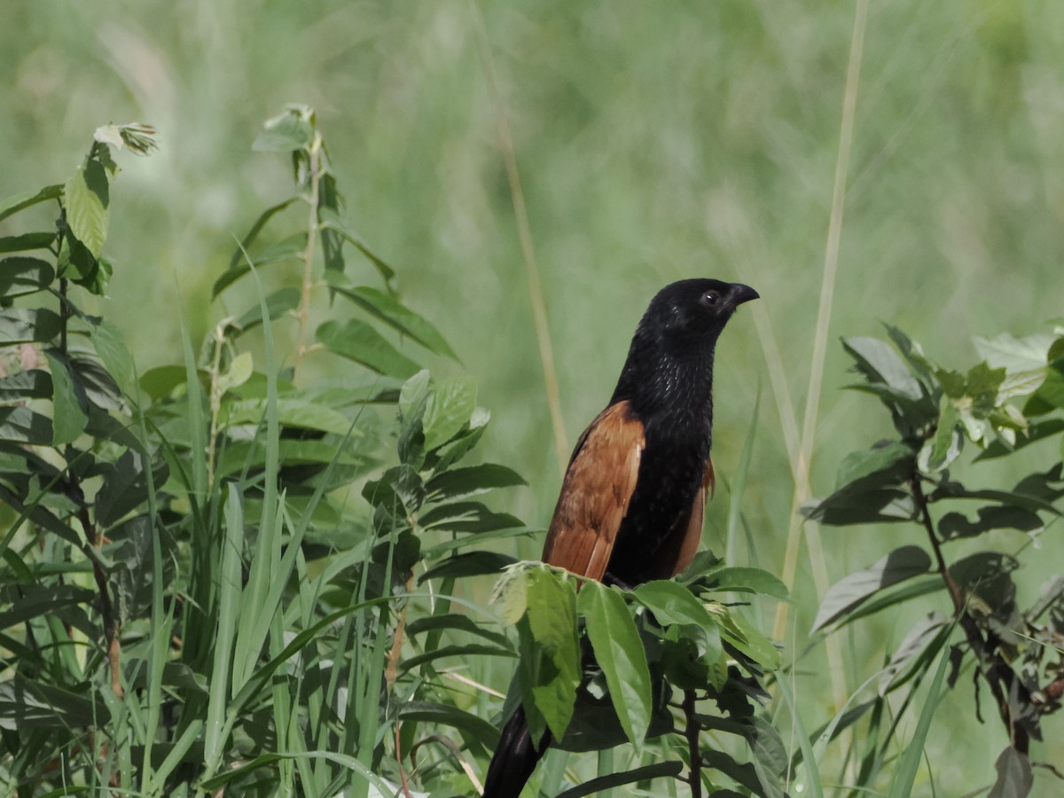 Black Coucal - ML634640297