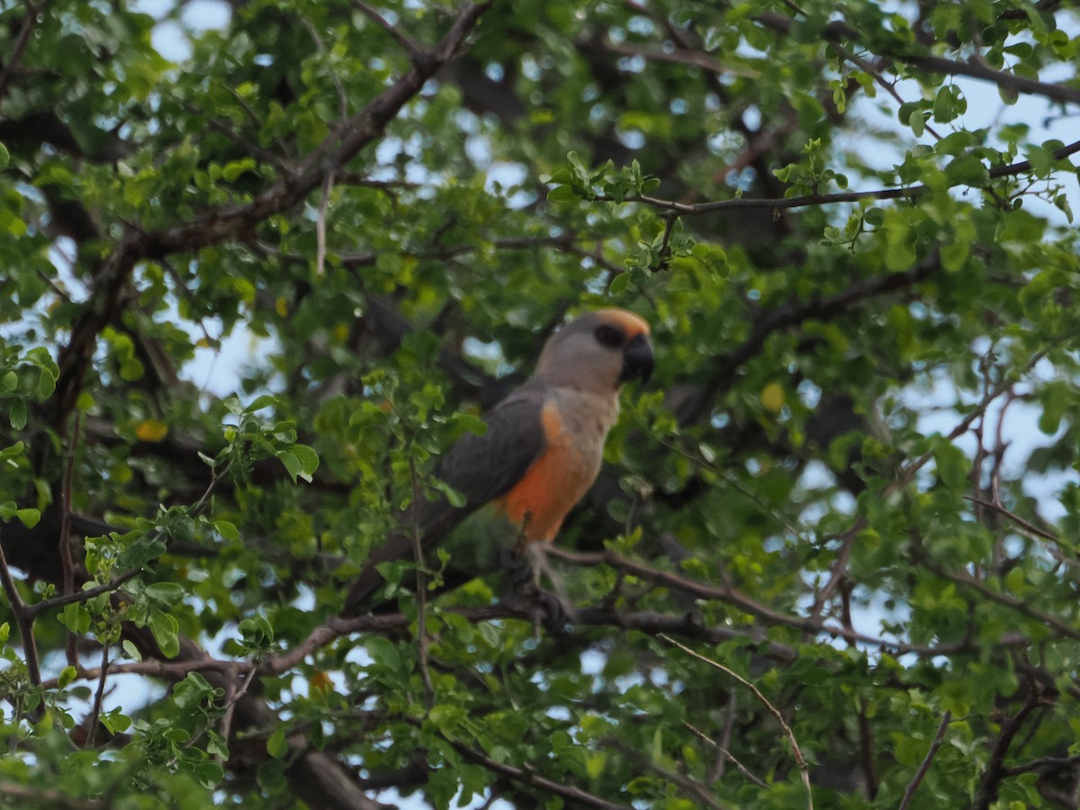 papoušek oranžovoprsý - ML634640427