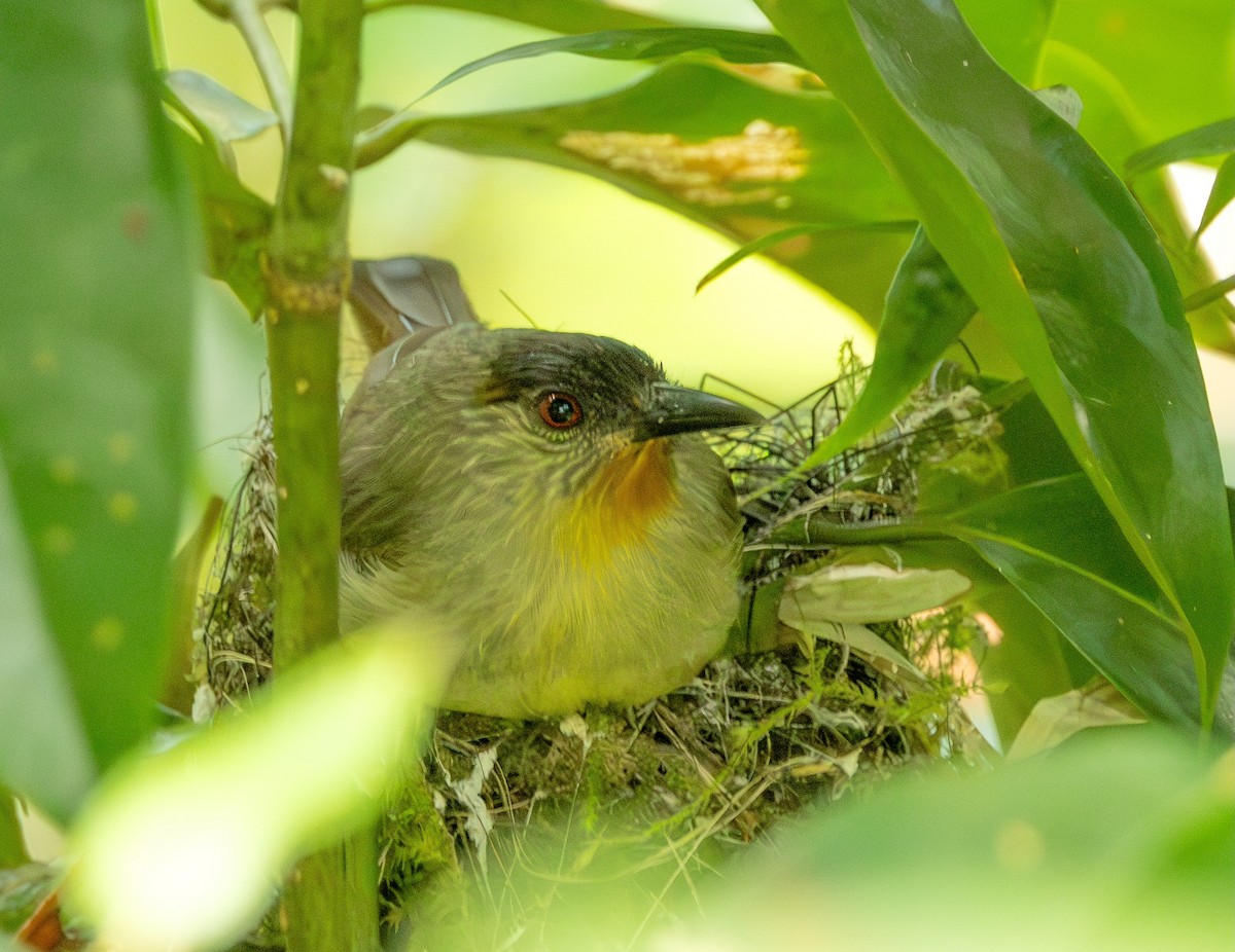 Calabarzon Babbler - ML634640437
