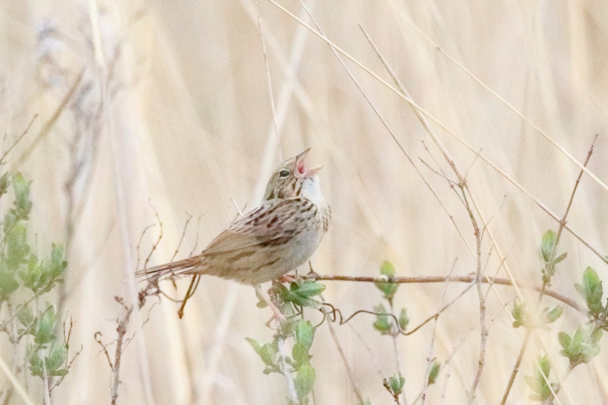 Henslow's Sparrow - ML634640475