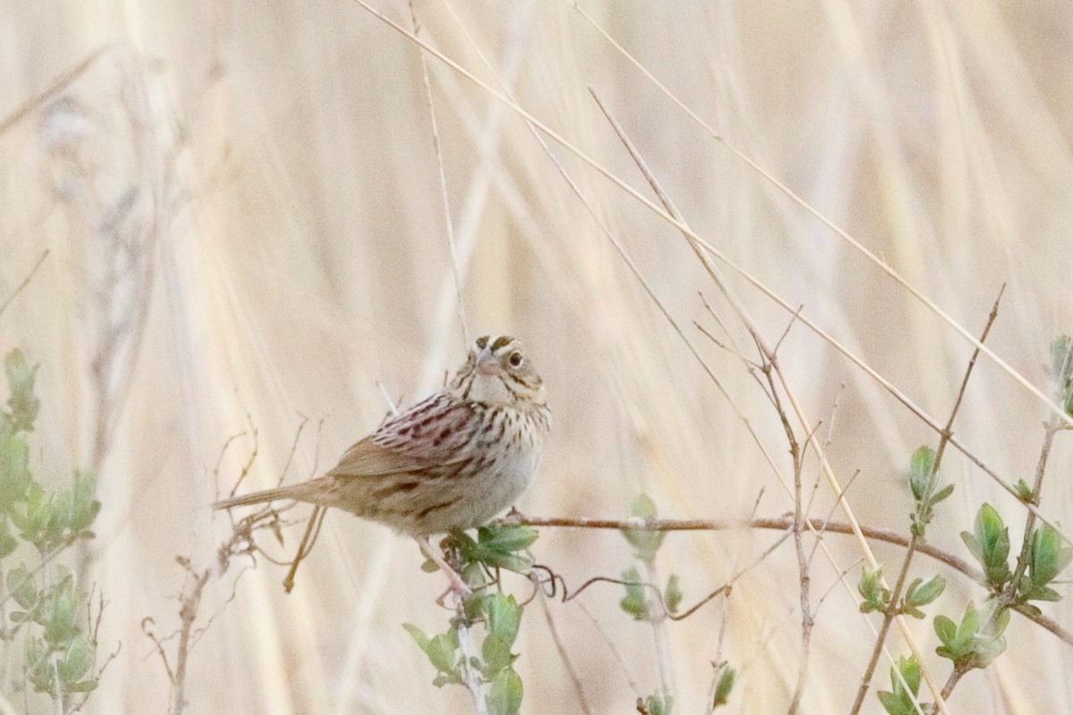 Henslow's Sparrow - ML634640476