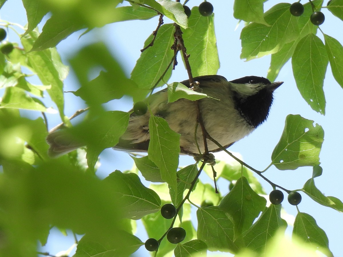 Carolina Chickadee - ML634640481
