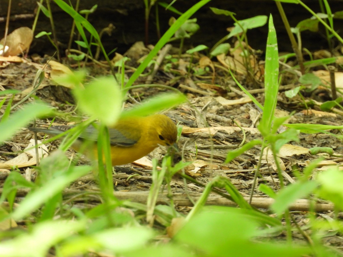 Prothonotary Warbler - ML634640519