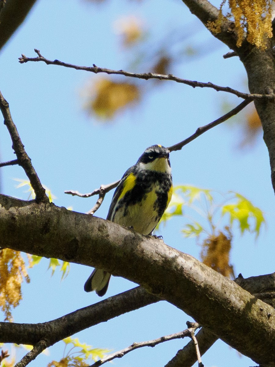 Yellow-rumped Warbler - ML634640558