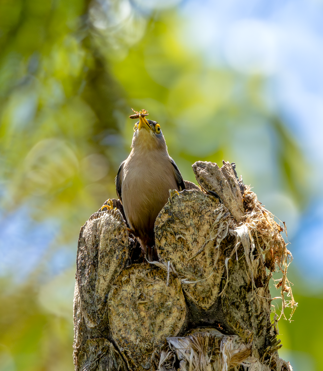 Sulphur-billed Nuthatch - ML634640616