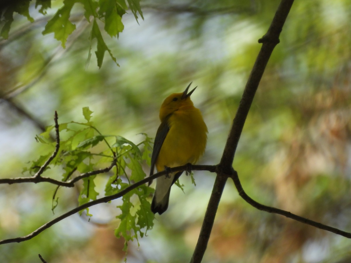 Prothonotary Warbler - ML634640631