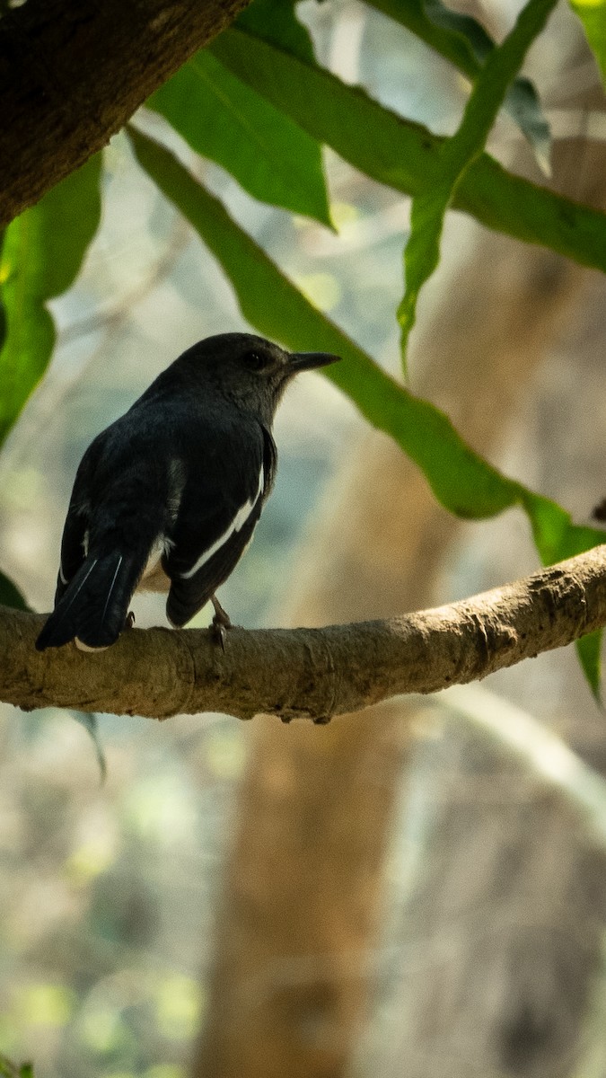 Oriental Magpie-Robin - ML634640648