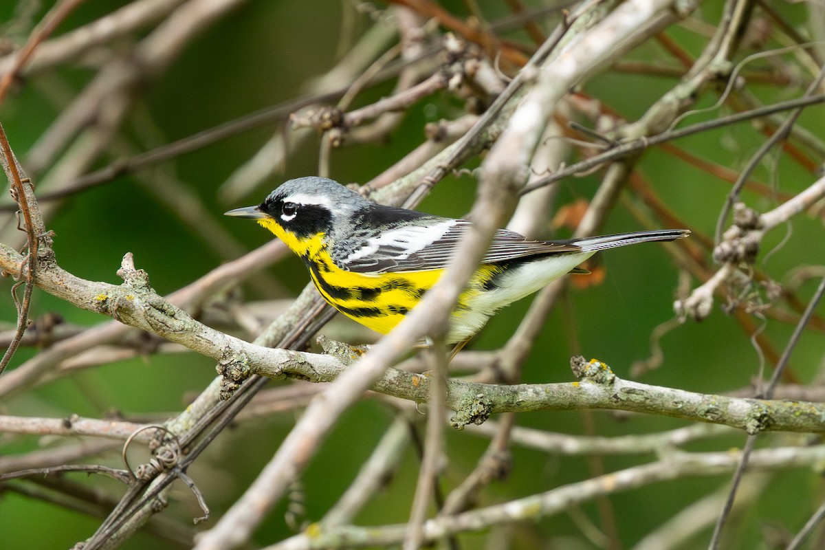 Magnolia Warbler - ML634640686