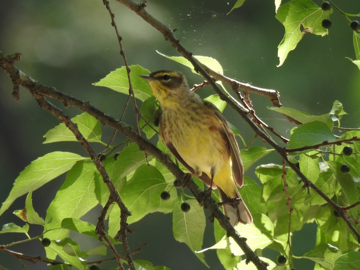 Palm Warbler - ML634640708