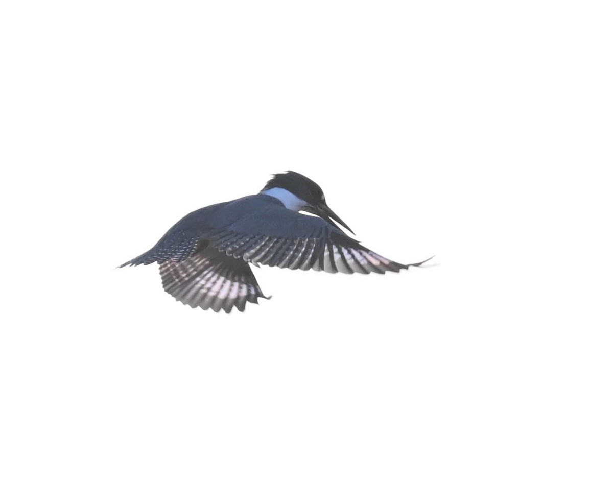 שלדג אמריקני - ML634640876