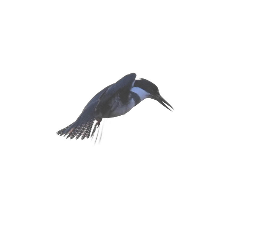 שלדג אמריקני - ML634640877