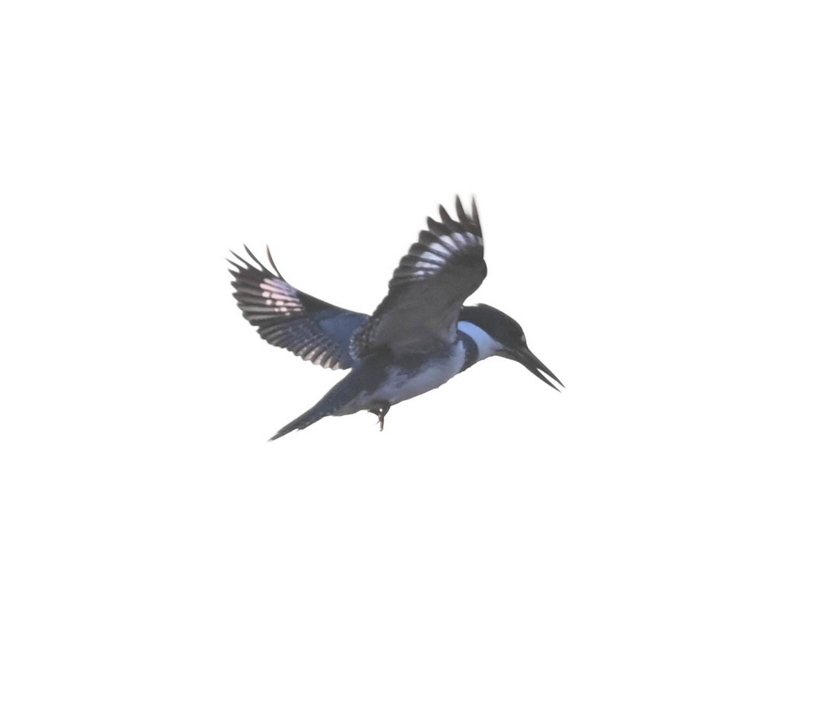 שלדג אמריקני - ML634640878