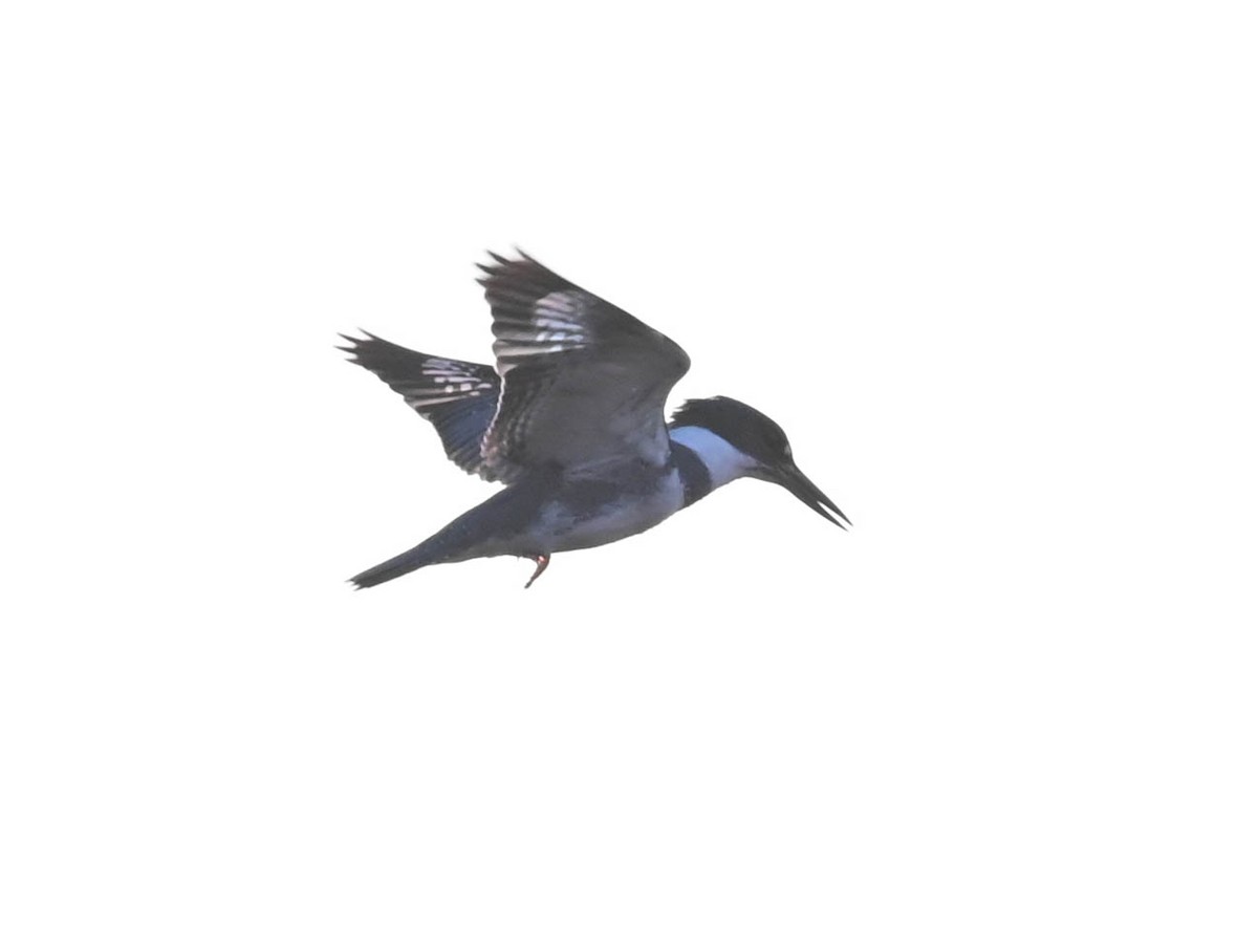 שלדג אמריקני - ML634640879
