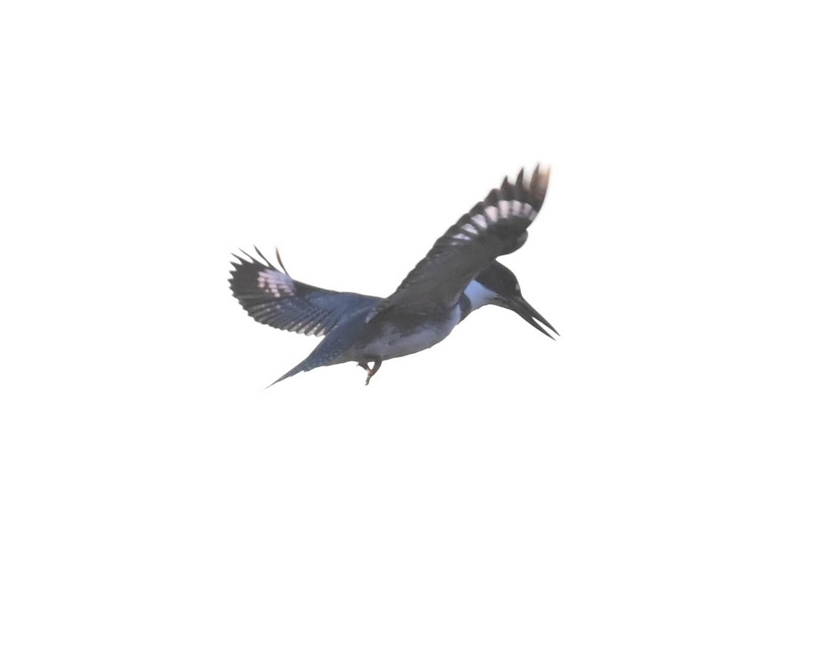 שלדג אמריקני - ML634640880