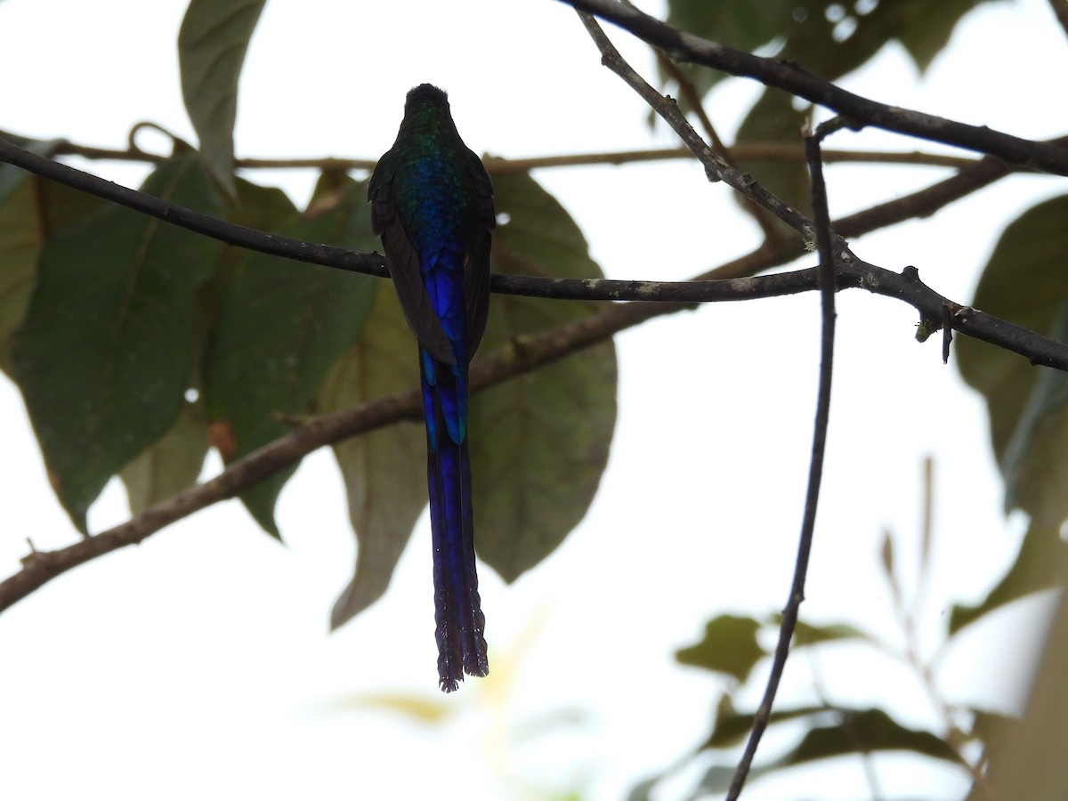 Violet-tailed Sylph - ML634640890
