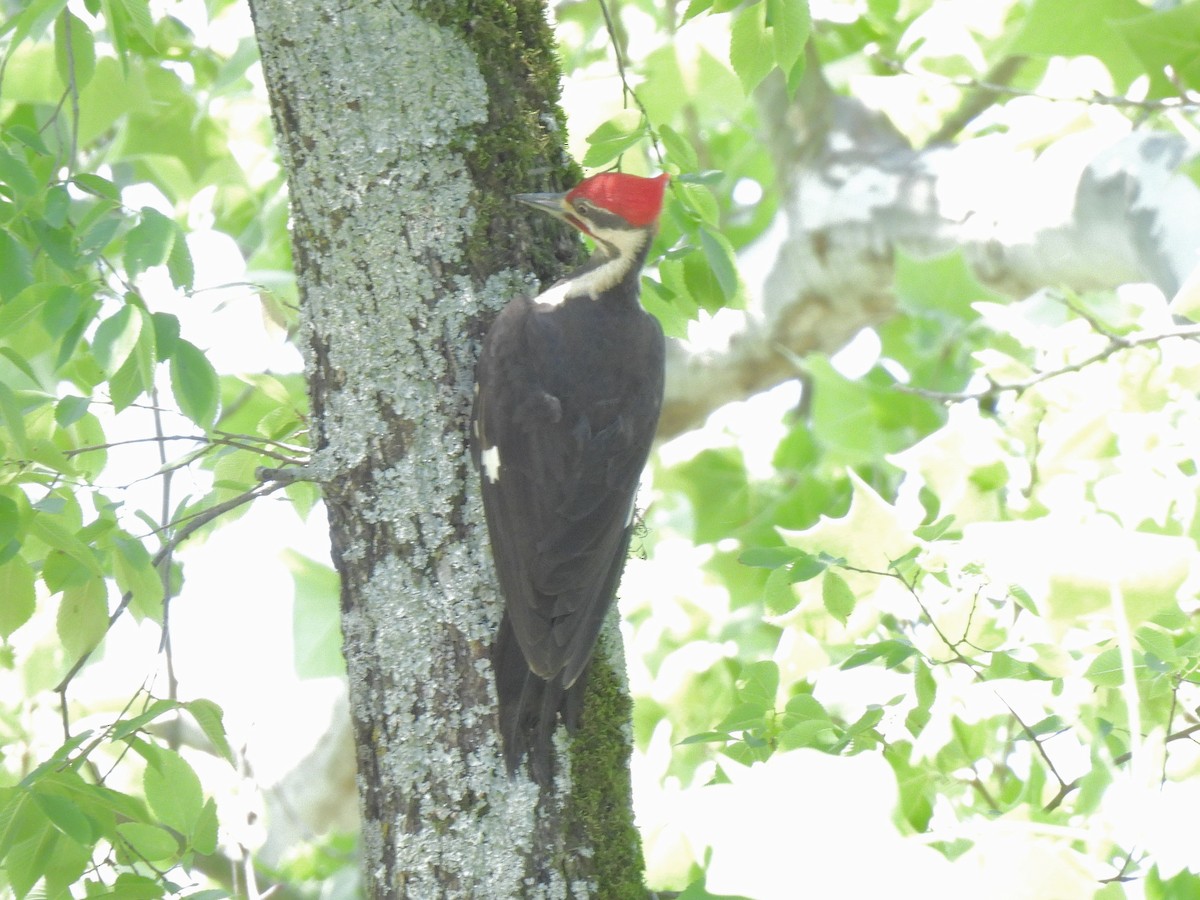 Pileated Woodpecker - ML634640937