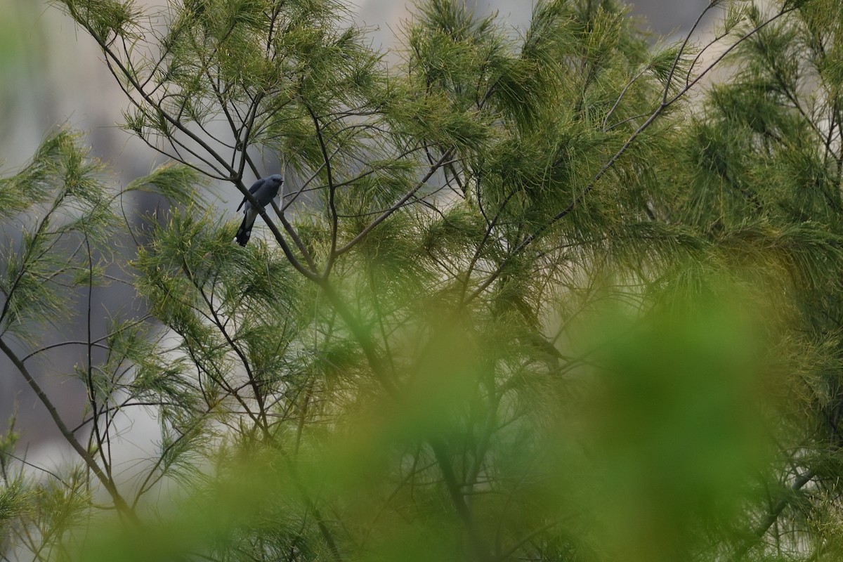 Black-winged Cuckooshrike - ML634641057