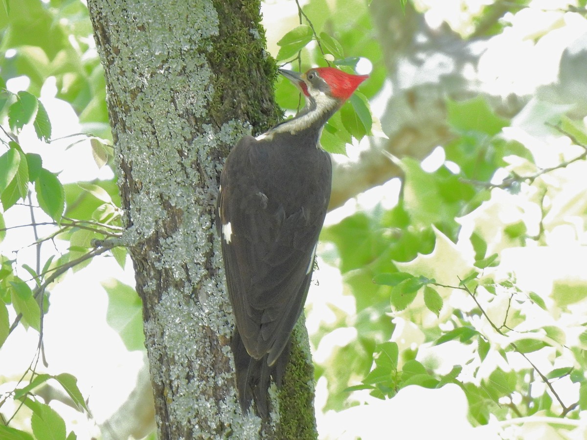 Pileated Woodpecker - ML634641088
