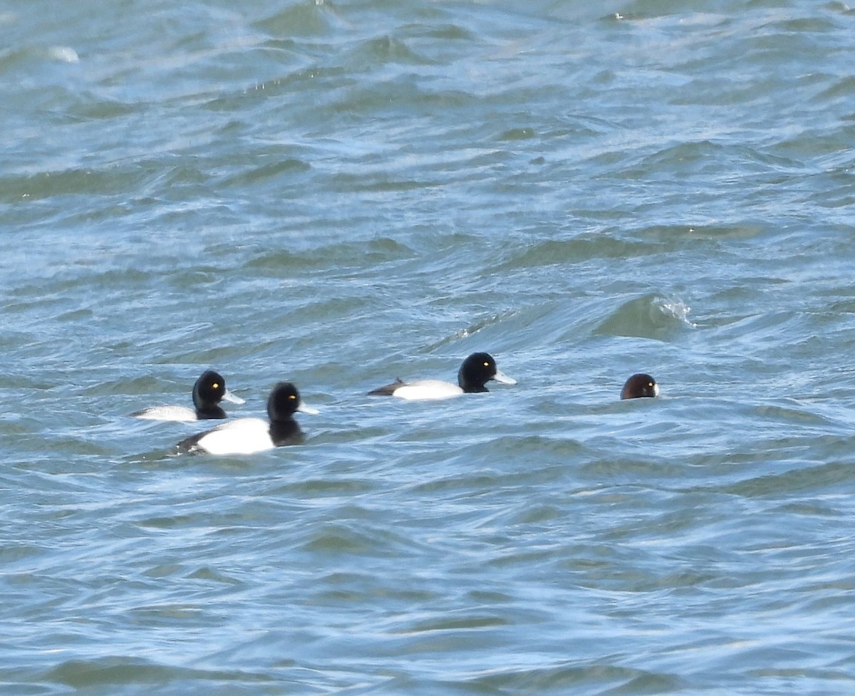 Greater/Lesser Scaup - ML634641114
