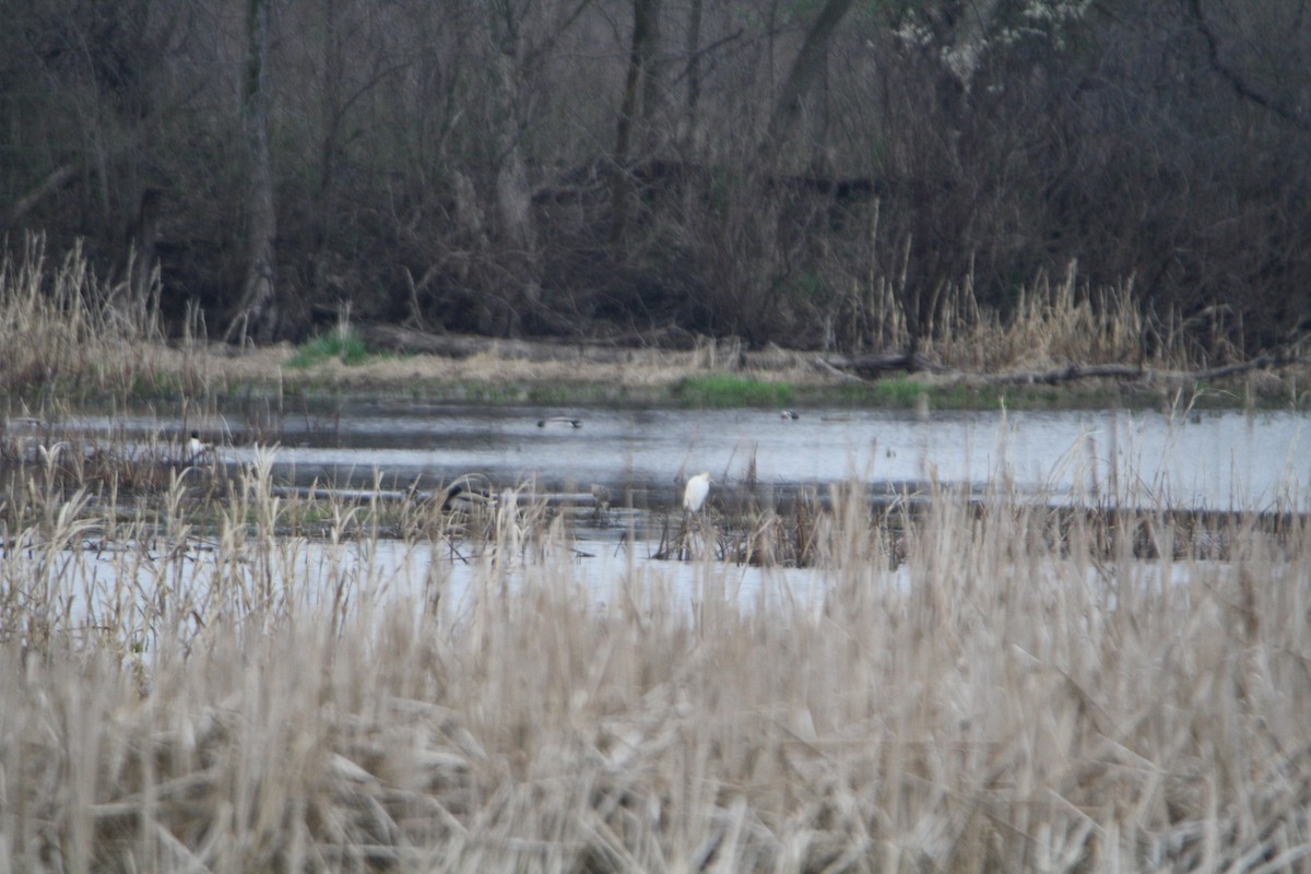 Western Cattle-Egret - ML634641126