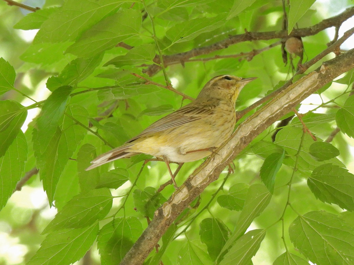 Palm Warbler - ML634641239