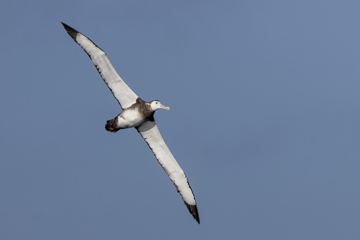 Antipodean Albatross (Gibson's) - ML634641330