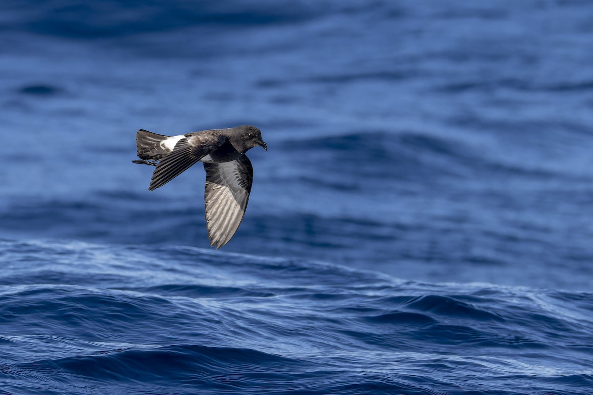 Black-bellied Storm-Petrel - ML634641342