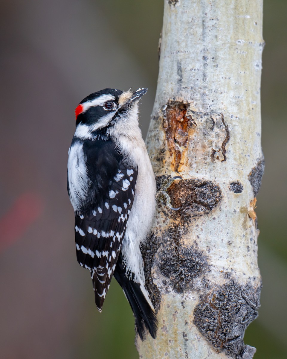 Dunenspecht - ML634641455