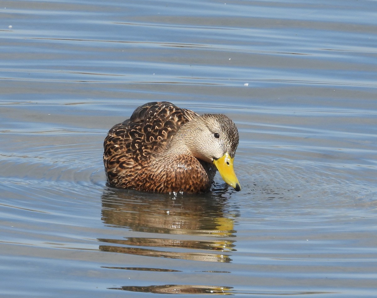 Mexican Duck - ML634641483
