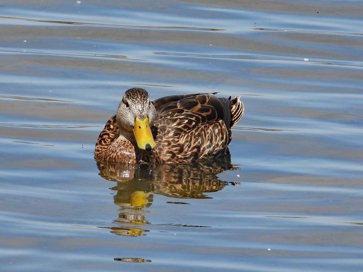 Mexican Duck - ML634641484
