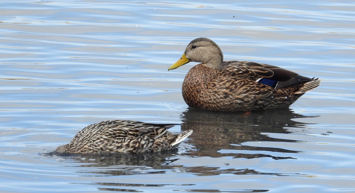 Mexican Duck - ML634641485