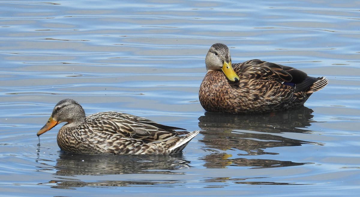 Mexican Duck - ML634641486