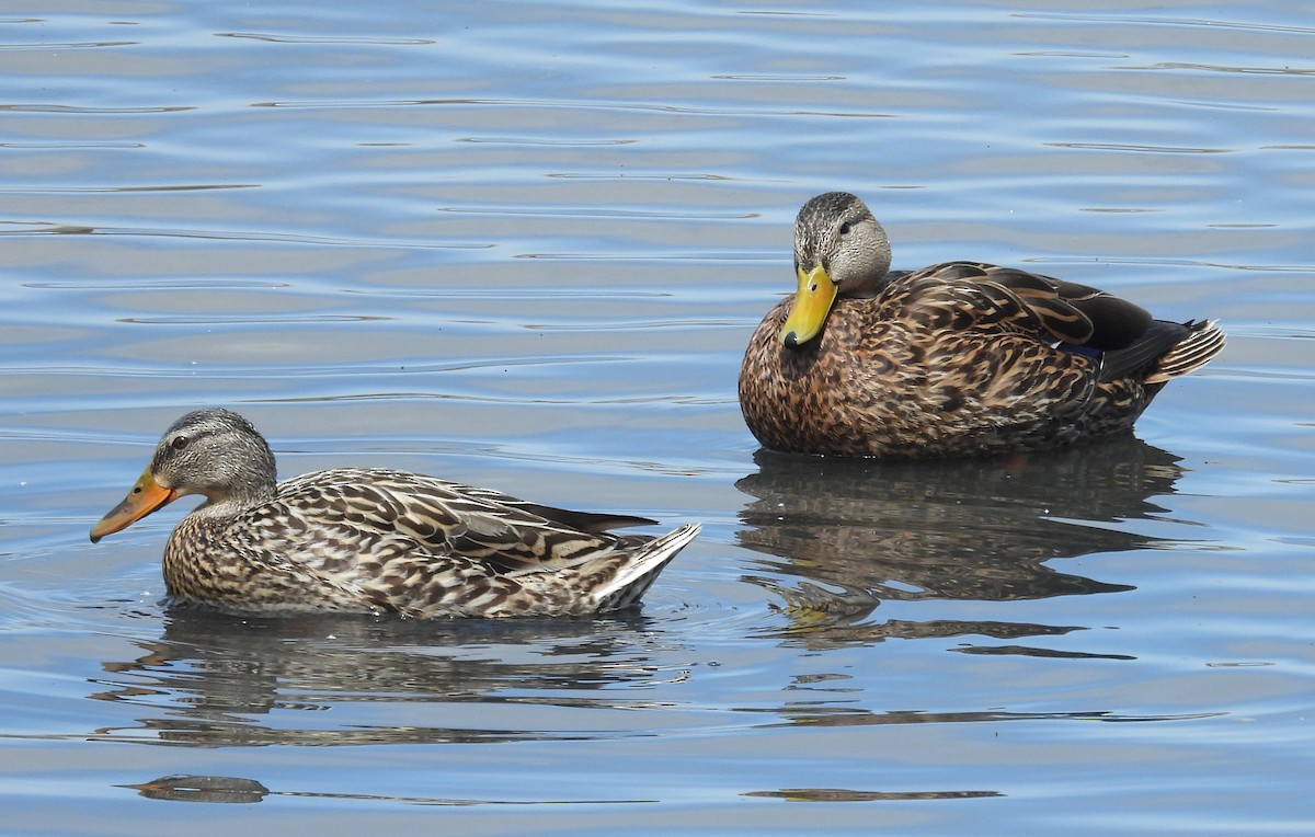 Mexican Duck - ML634641487
