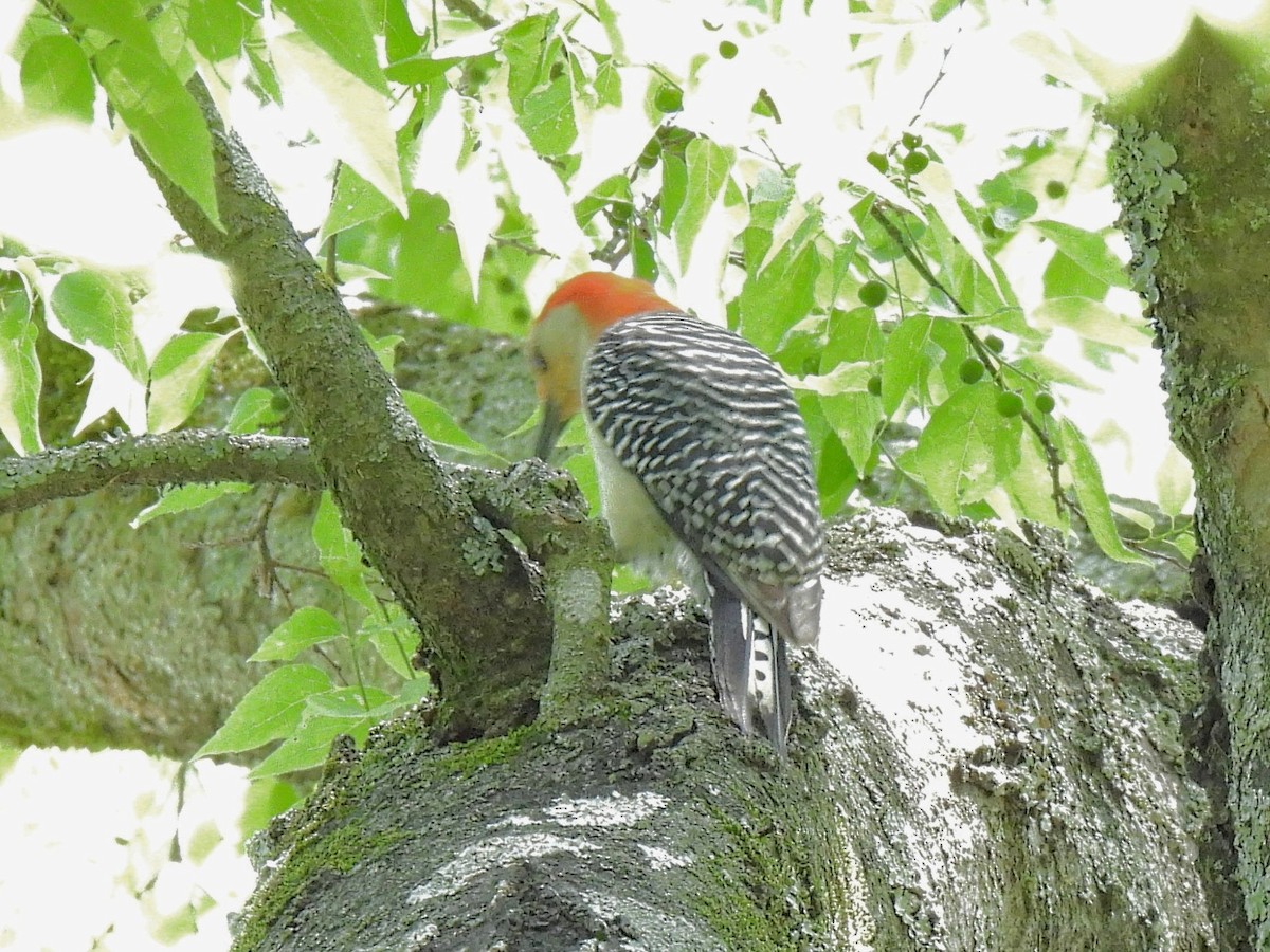 Red-bellied Woodpecker - ML634641488