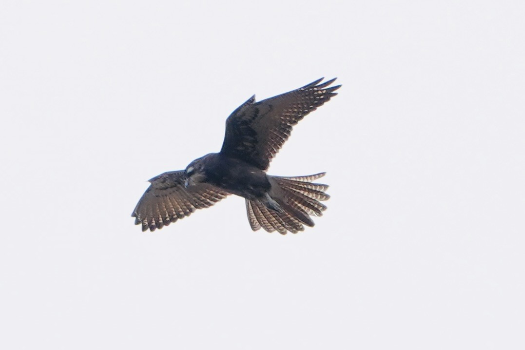 Brown Falcon - ML634641571