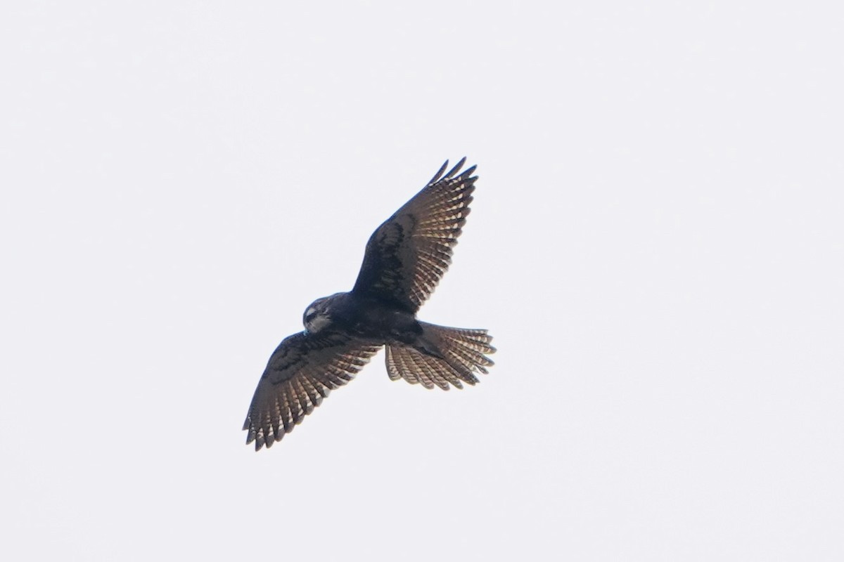 Brown Falcon - ML634641573
