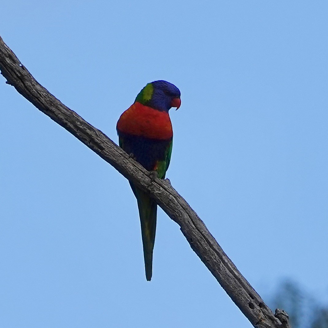 Rainbow Lorikeet - ML634641583