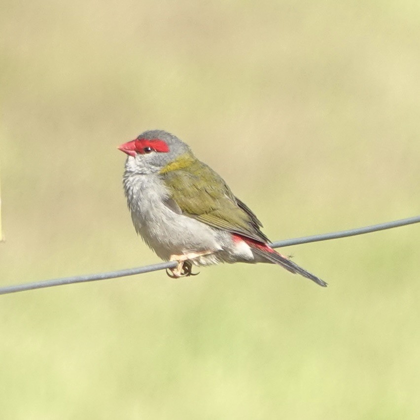 Red-browed Firetail - ML634641596