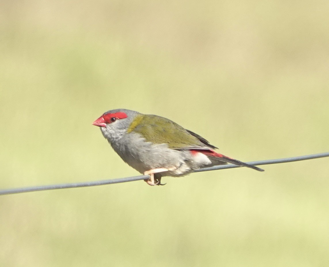 Red-browed Firetail - ML634641597