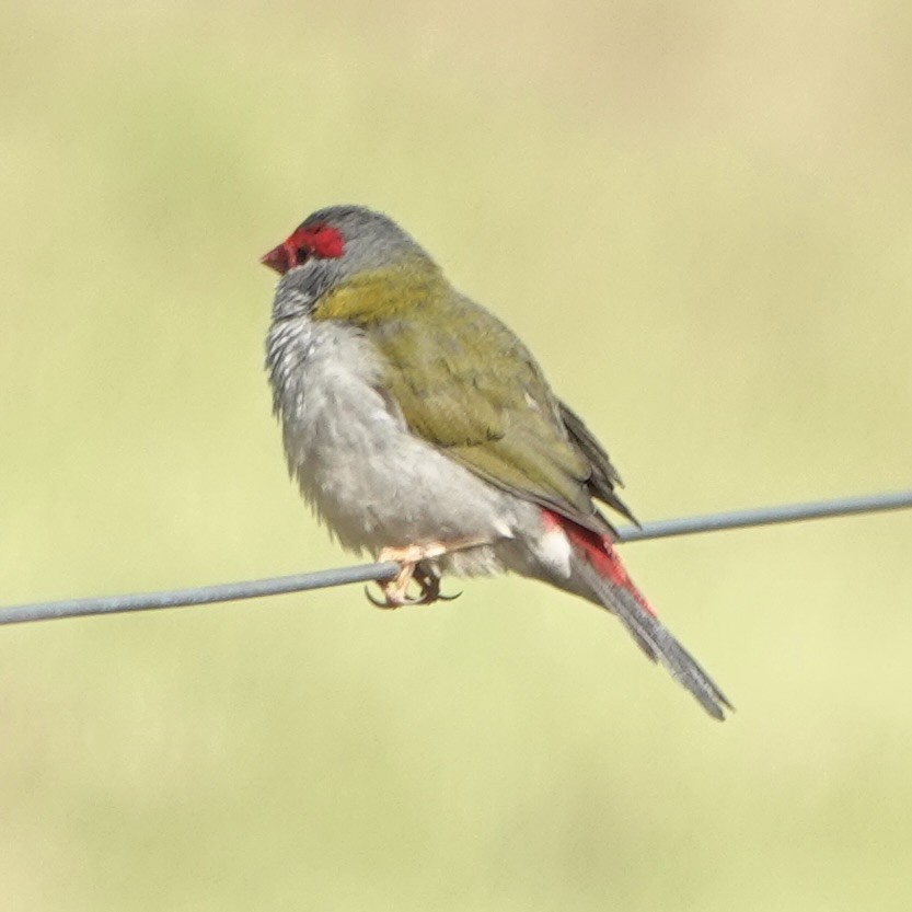 Red-browed Firetail - ML634641598