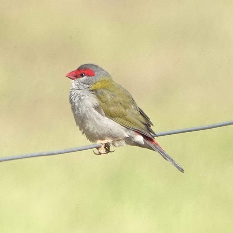 Red-browed Firetail - ML634641599