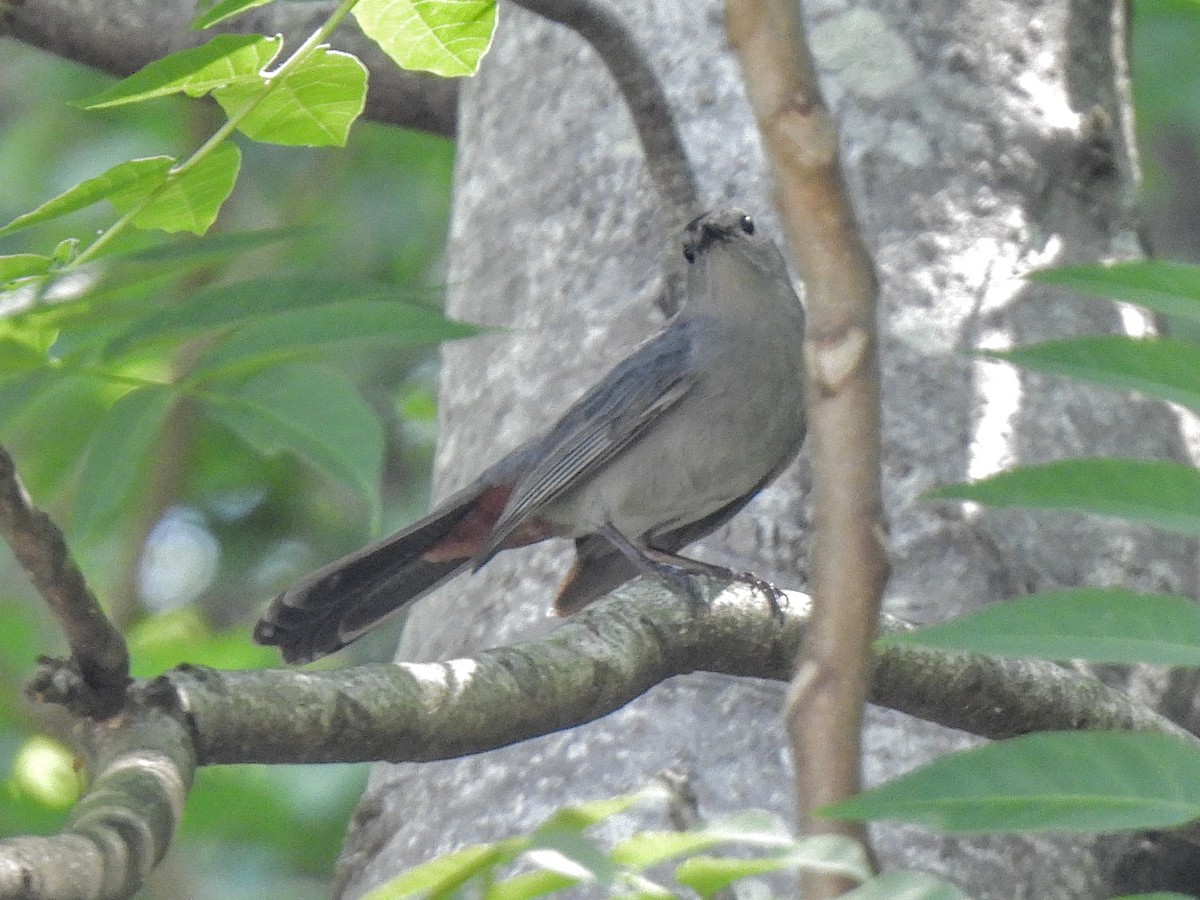 Gray Catbird - ML634641607
