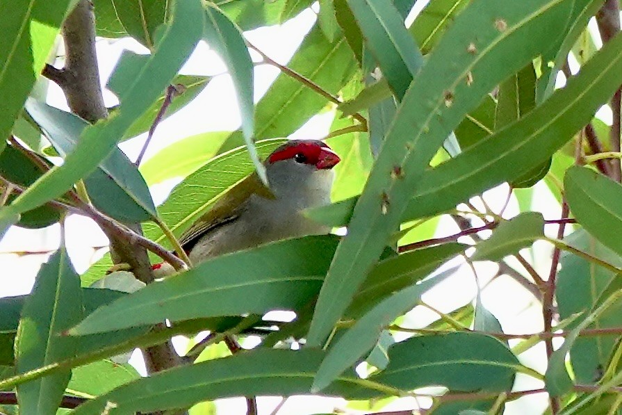 Red-browed Firetail - ML634641627