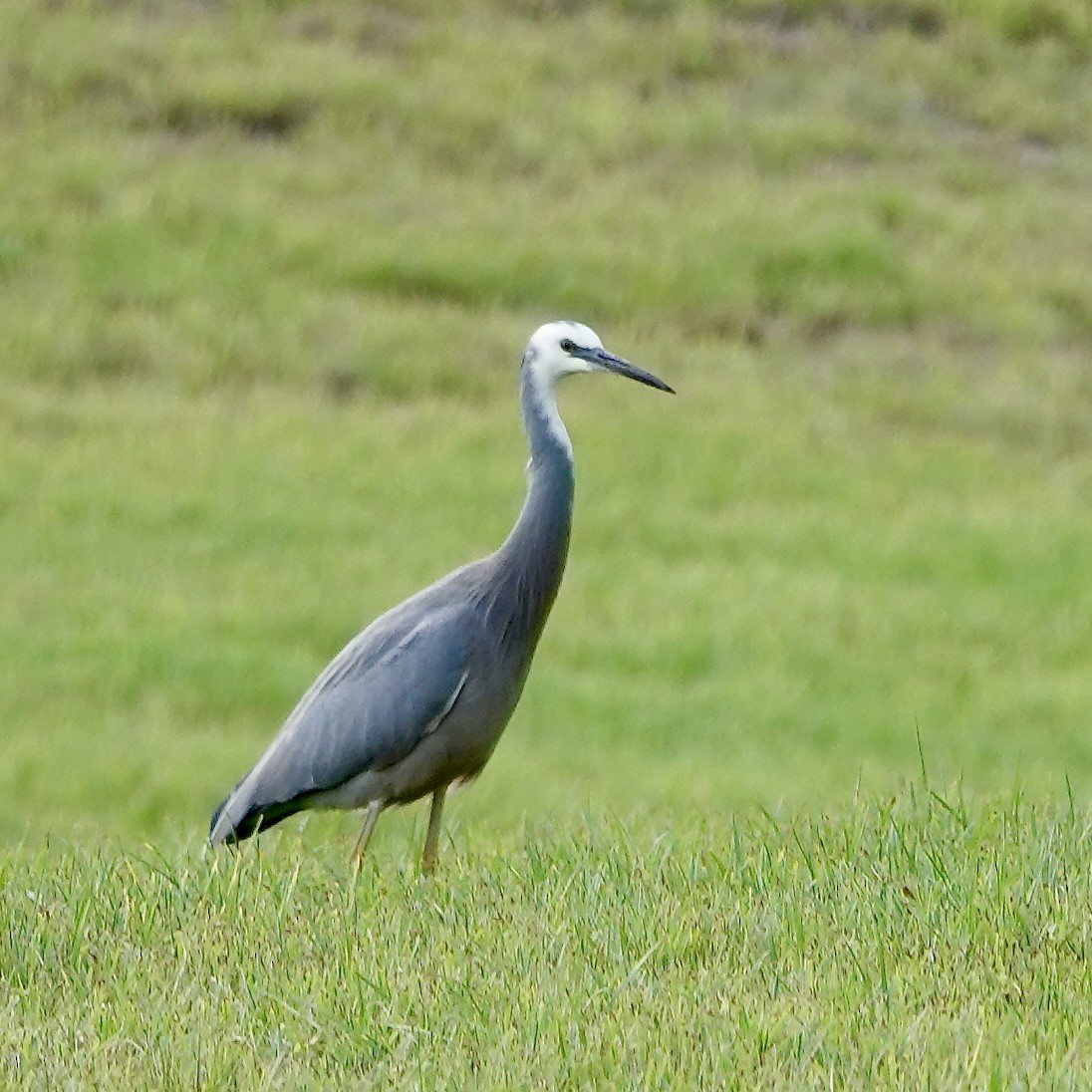 White-faced Heron - ML634641646