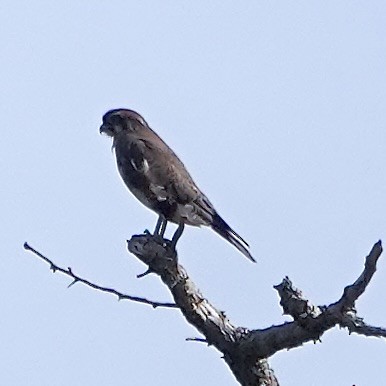 Brown Falcon - ML634641671