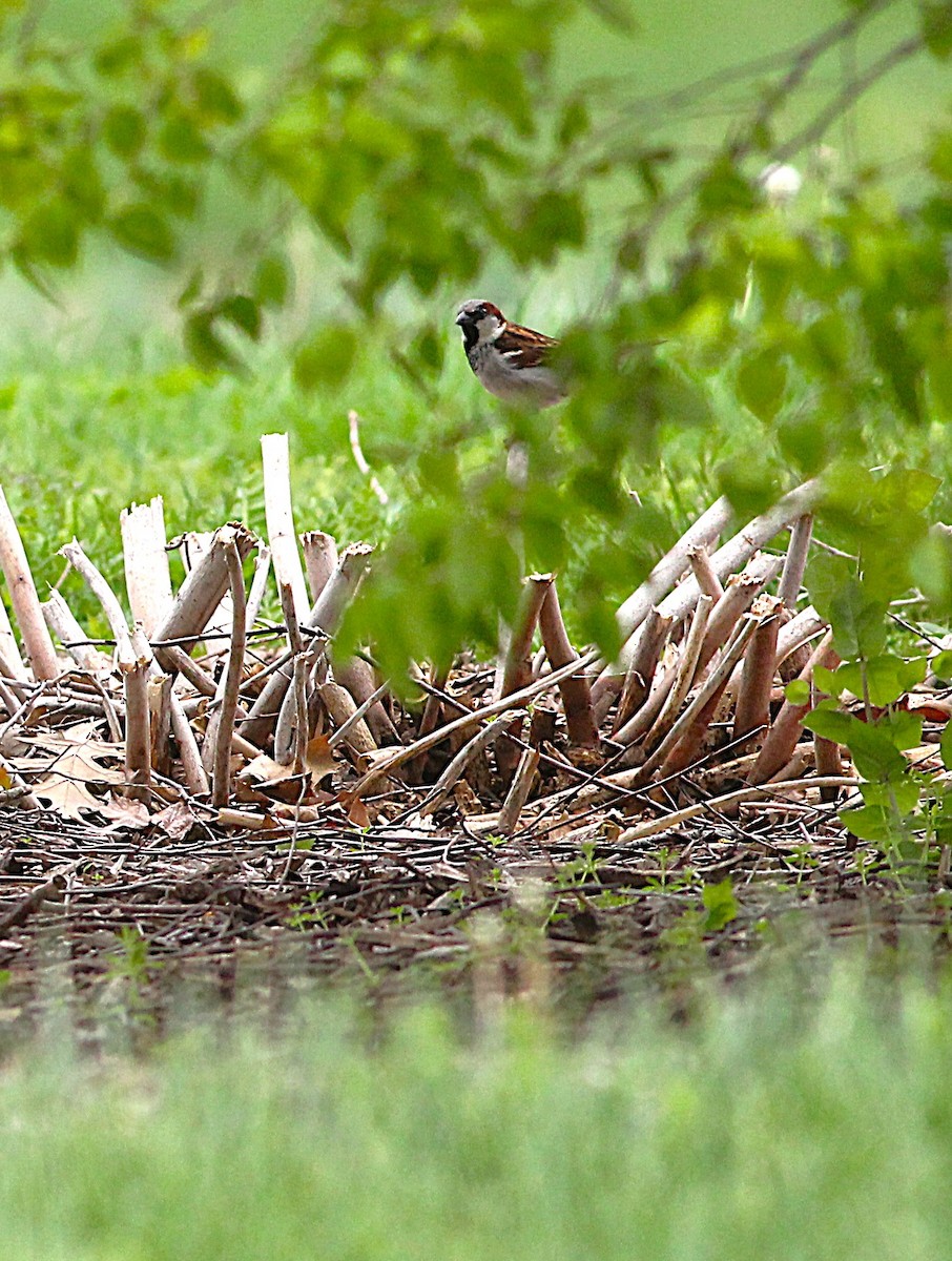 House Sparrow - ML634641701